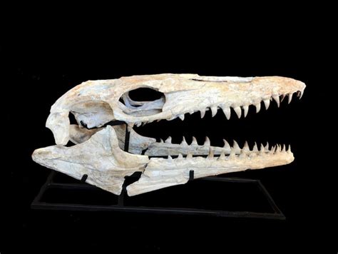 mosasaur skull price.